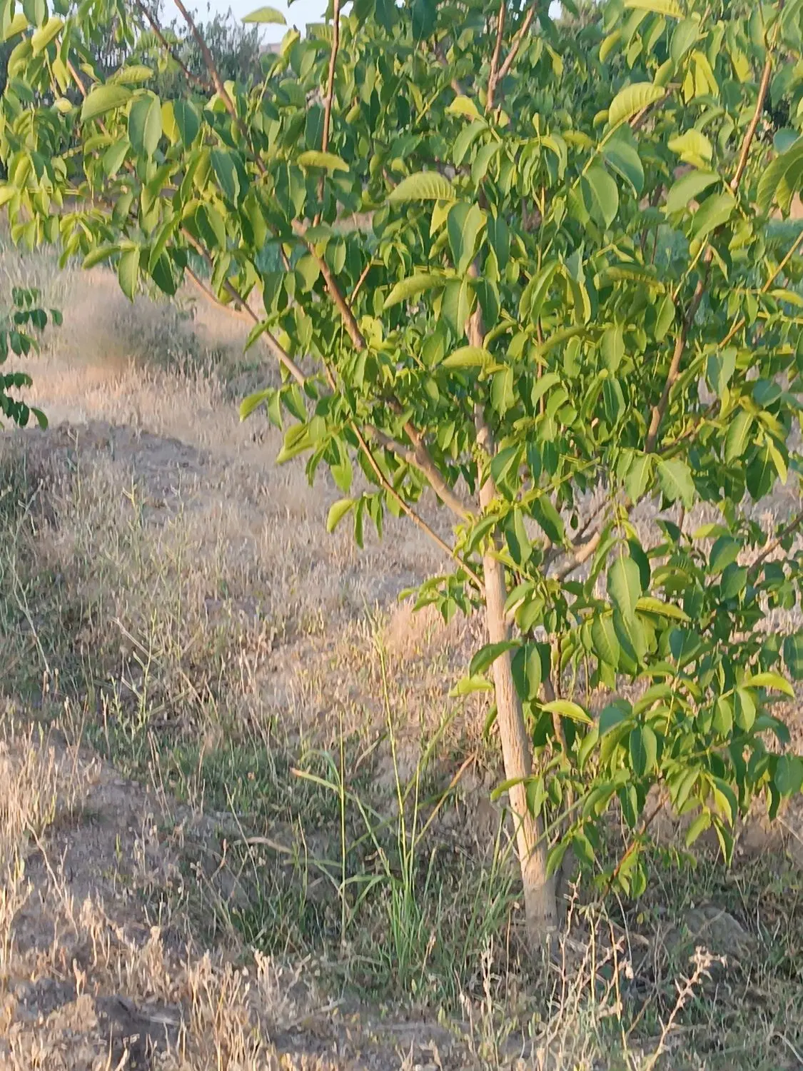 فروش زمین کشاورزی همراه باآب و باغ انگور