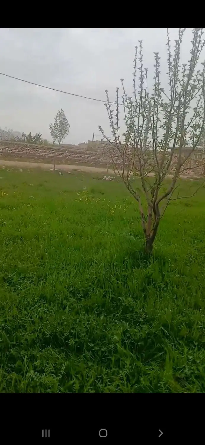 زمین