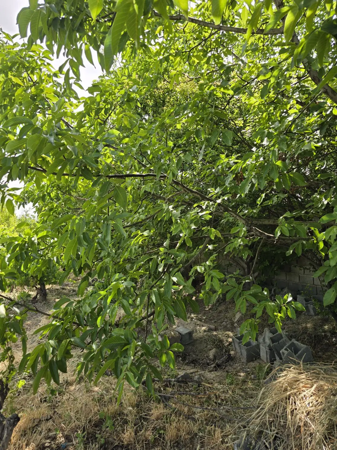 باغ و باغچه دیوار با نامه _ دارای سهم آب سندی
