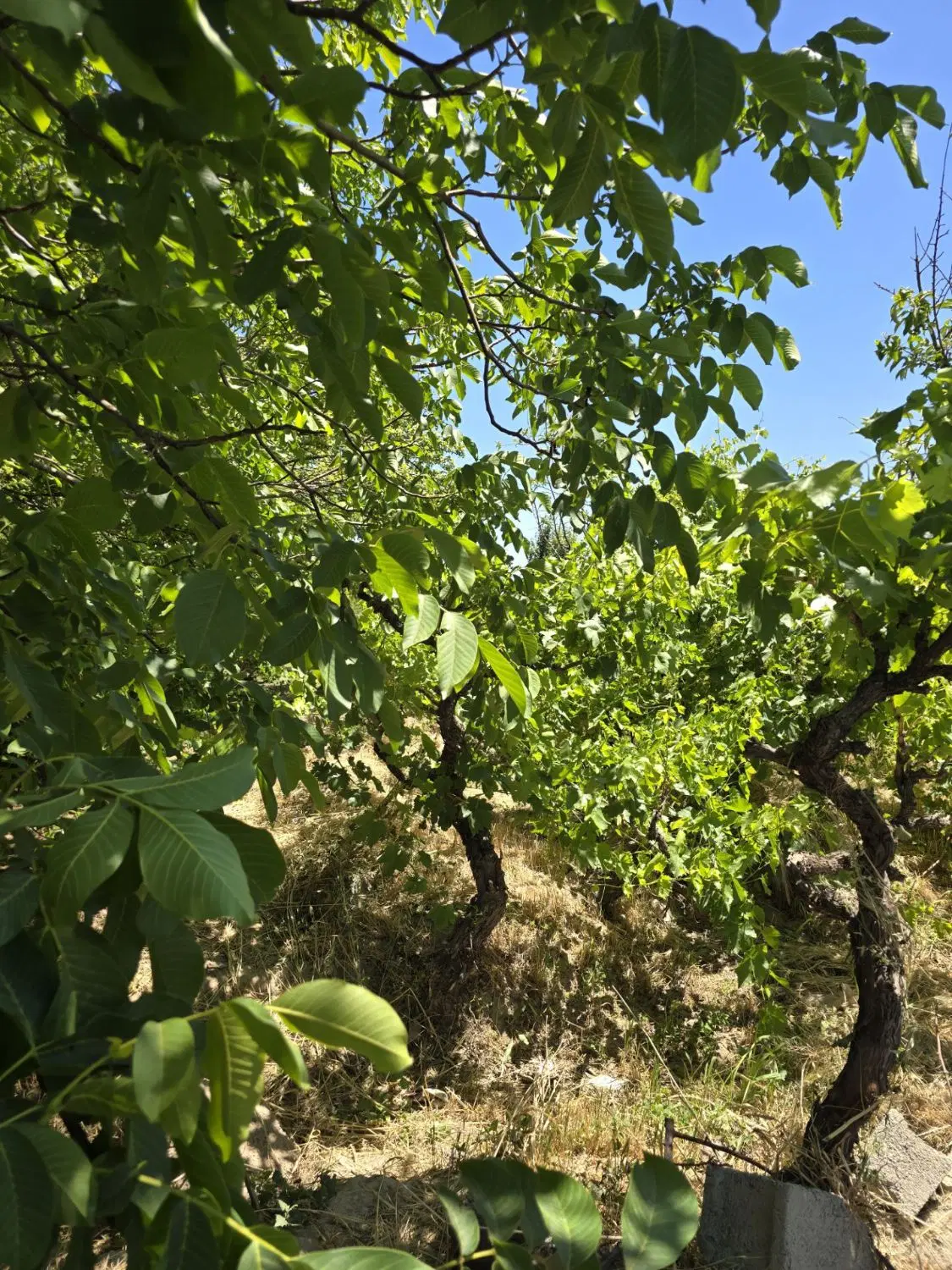 باغ و باغچه_۴۰۲متر_تانکر آب _بر خیابان ۸متری