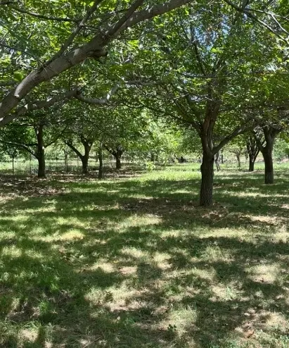 زمین مسکونی گرفم تهاتر