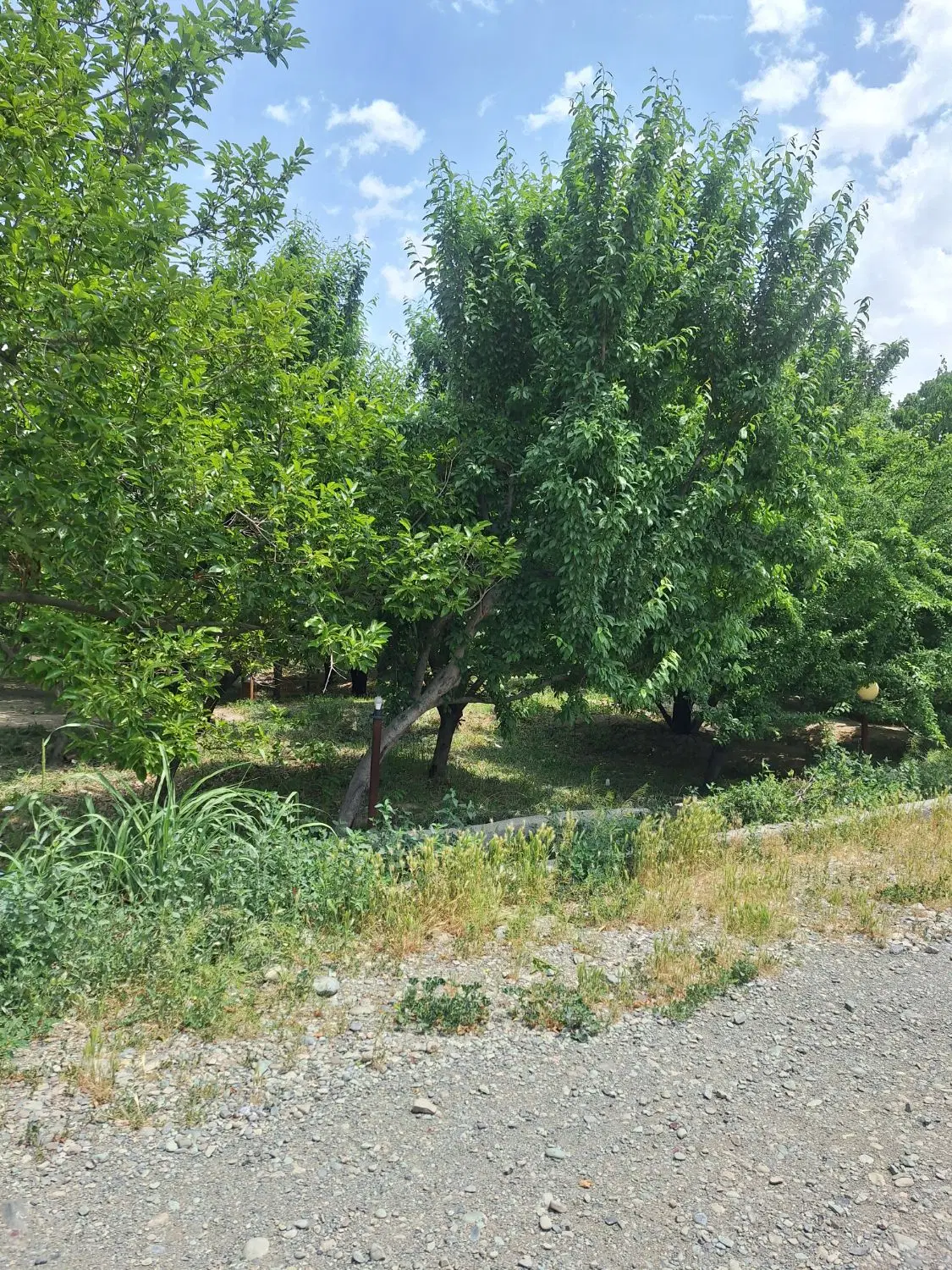 باغچه