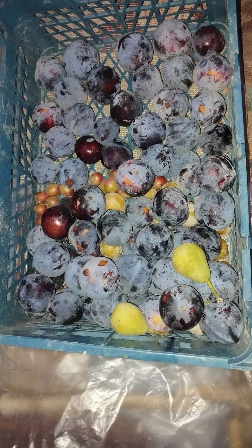 باغچه زیبا 730 متر