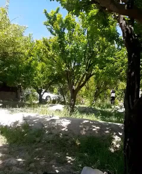 ۸۰۰متر باغ وحیدیه شفی اباد