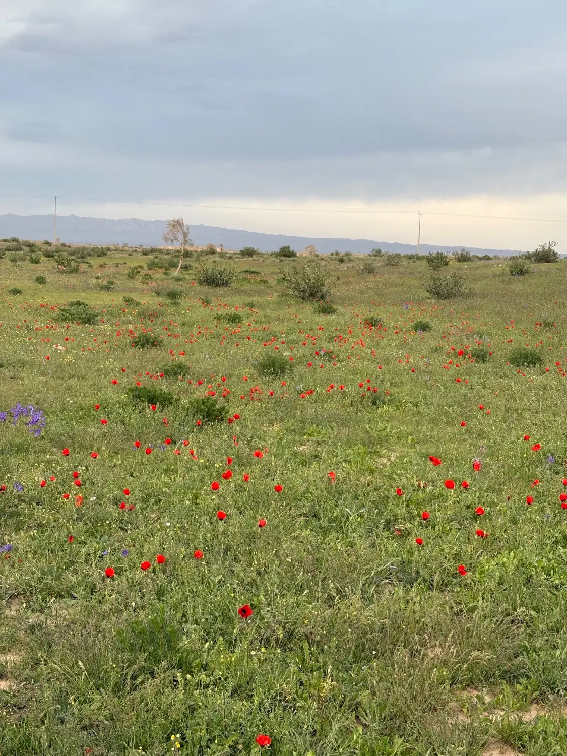 مسکن ملی مالکین