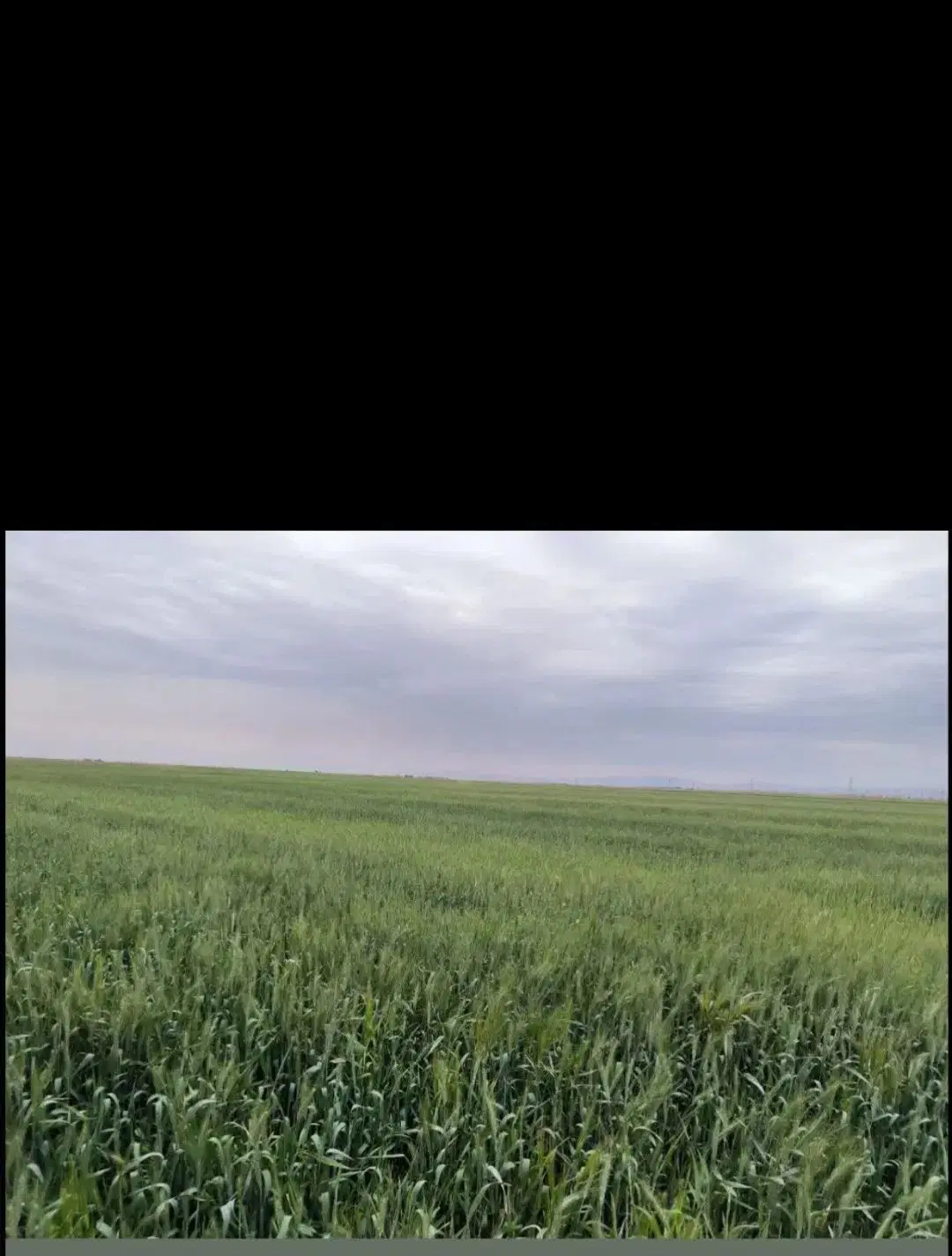 زمین کشاورزی