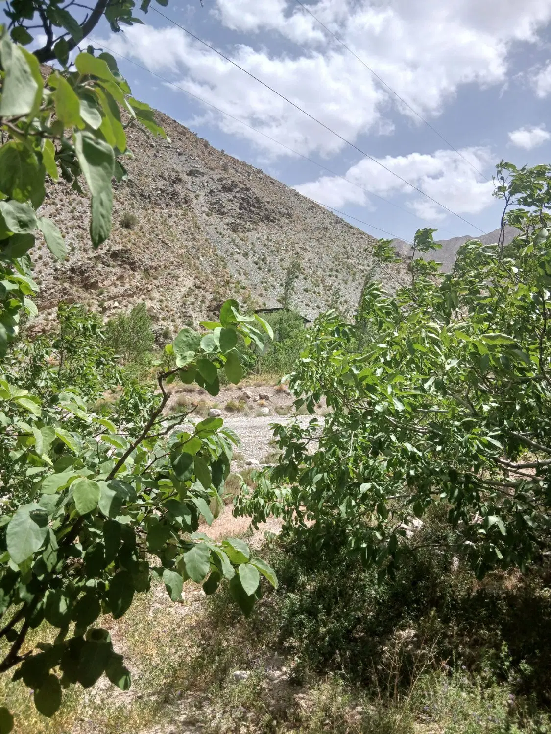 زمین هفت باغ ورودی شهر محی آباد