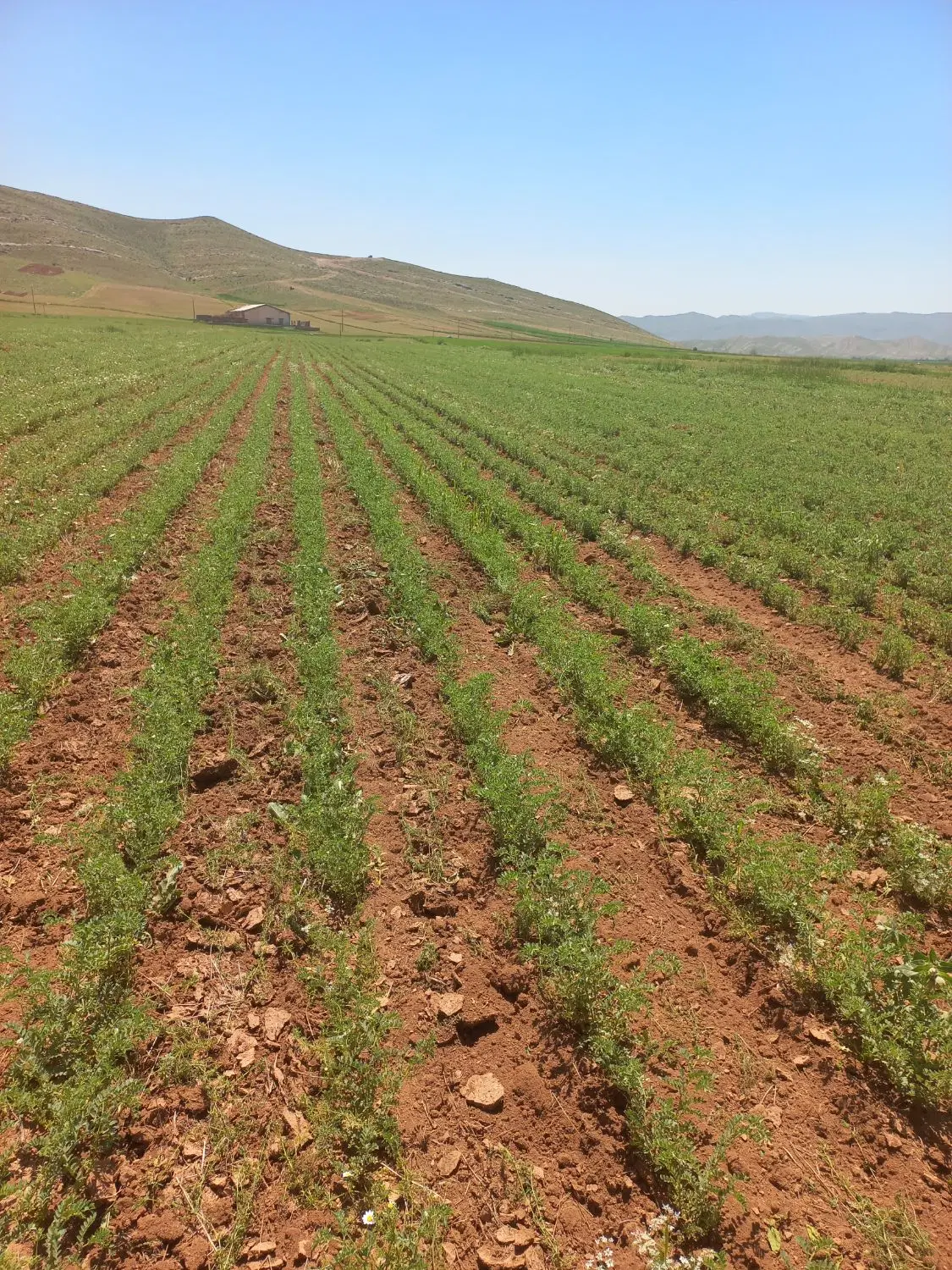 اجاره زمین برای گندم