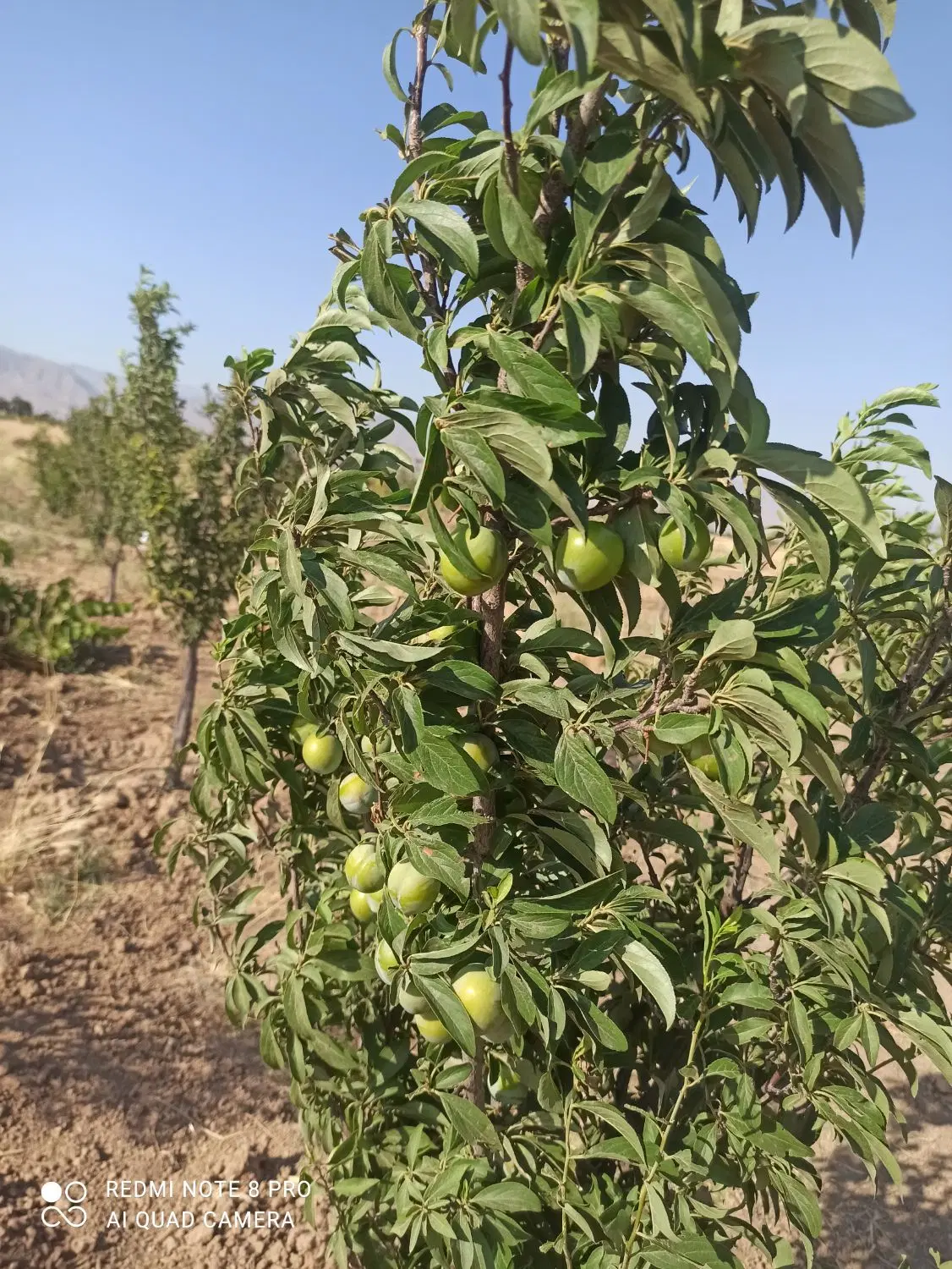باغچه