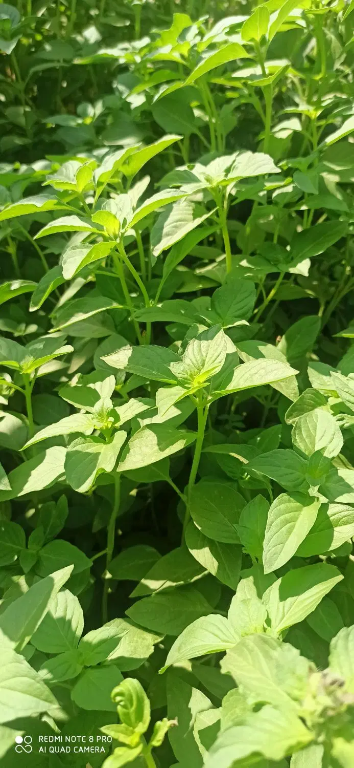 خانه باغ فروشی