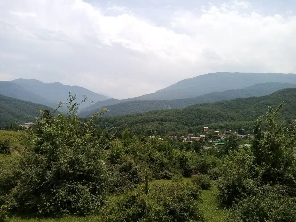 ۱۰۰۰۰ متر سند دار پلاک یک جنگل چالوس