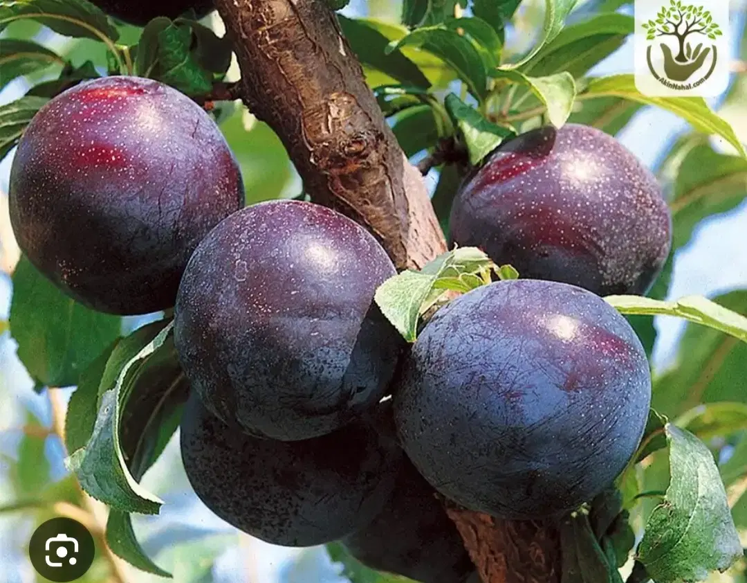 باغ آلو به اجاره داده میشود
