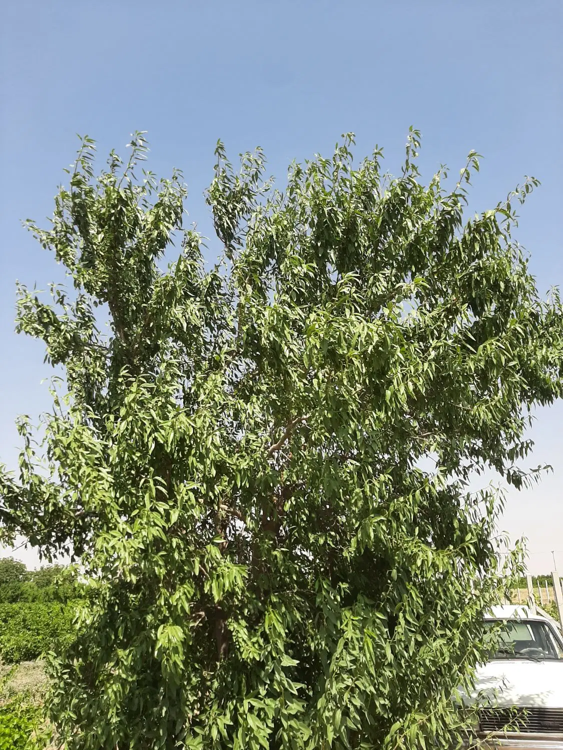 باغچه انگور داربستی با سهمیه آب لوله کشی