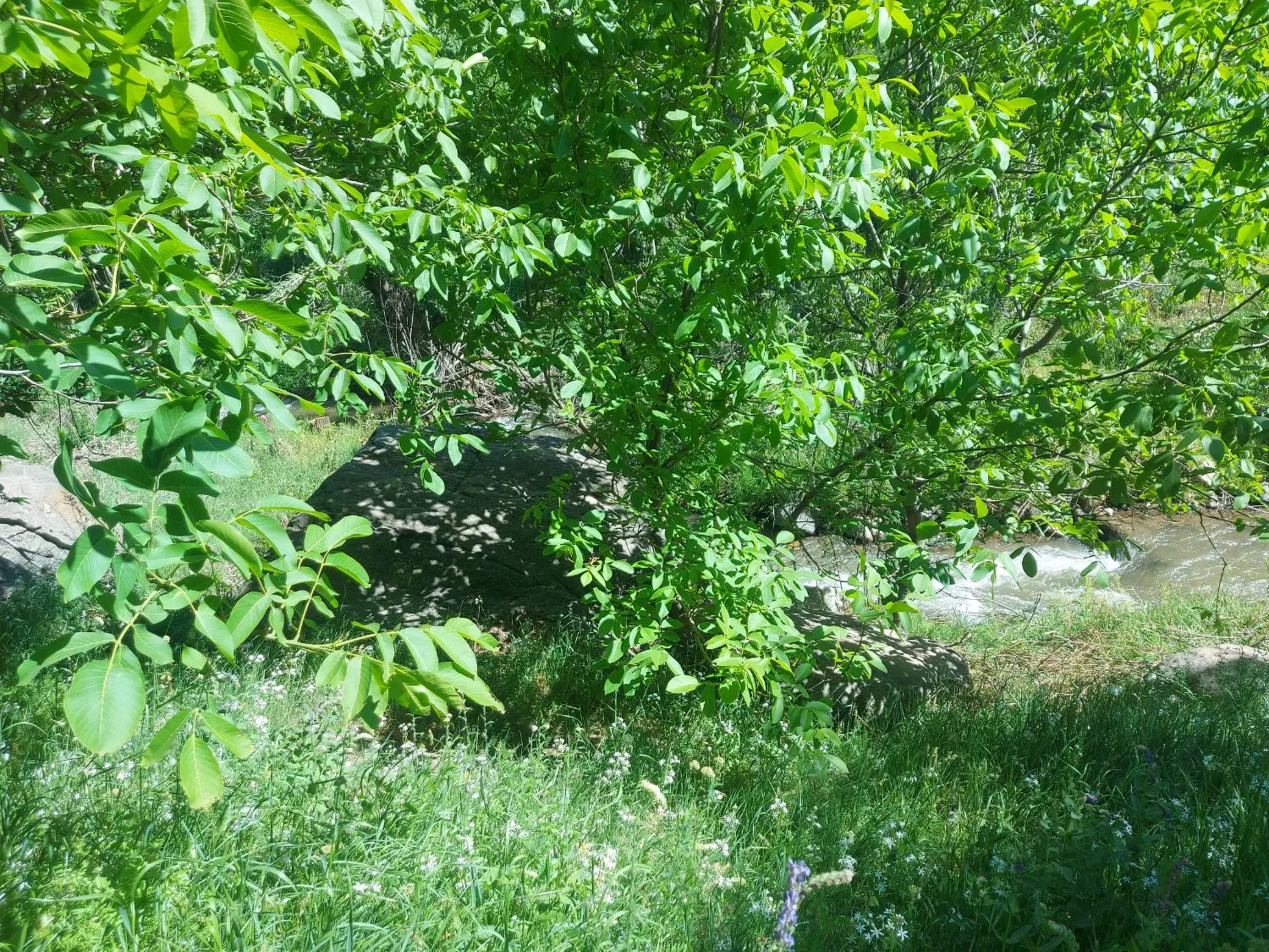 باغ گردو کناررودخانه پرآب