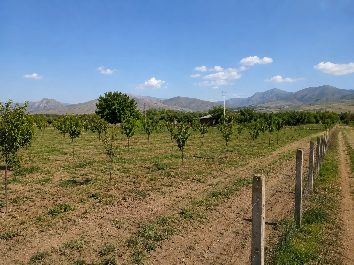 زمین باغی