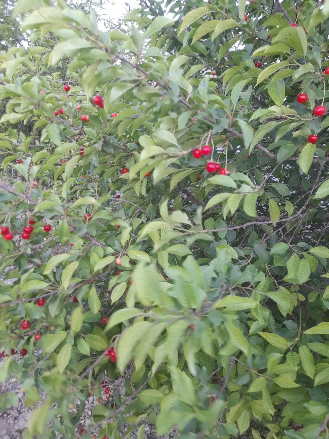 باغ پسته ۶۰۰ متری-جی شرقی