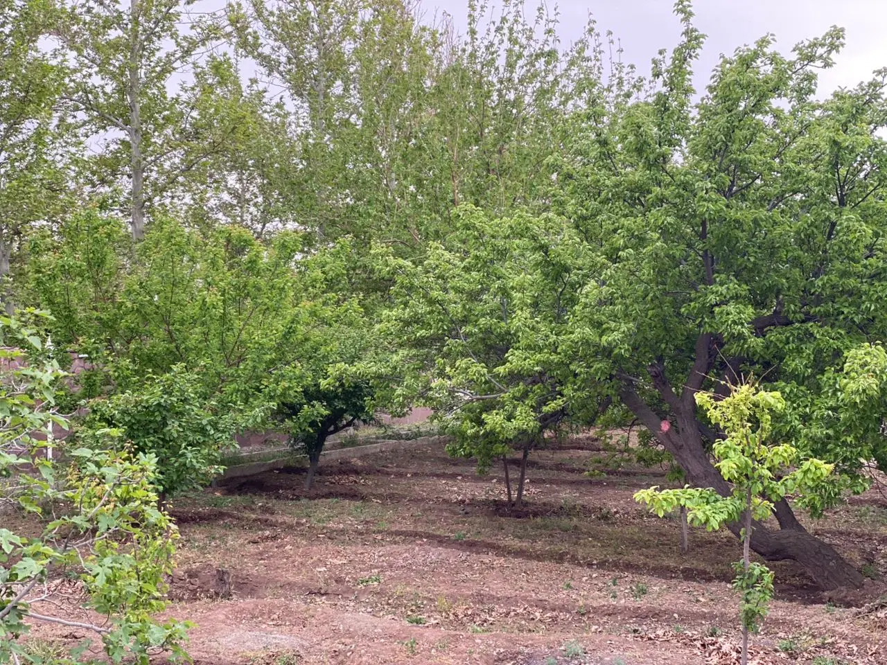 زمین و باغ