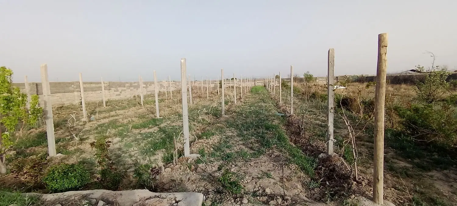 گاوداری 12300 متر