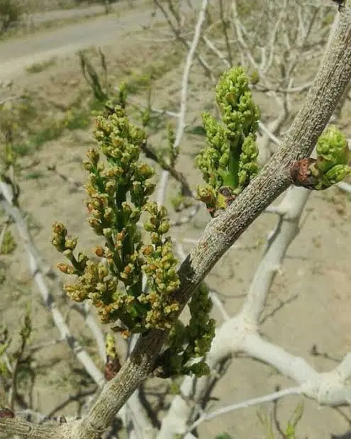 باغ پسته مناسب ویلا سازی