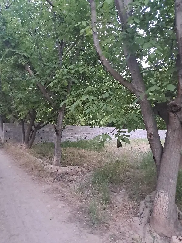 باغ در فیروزه