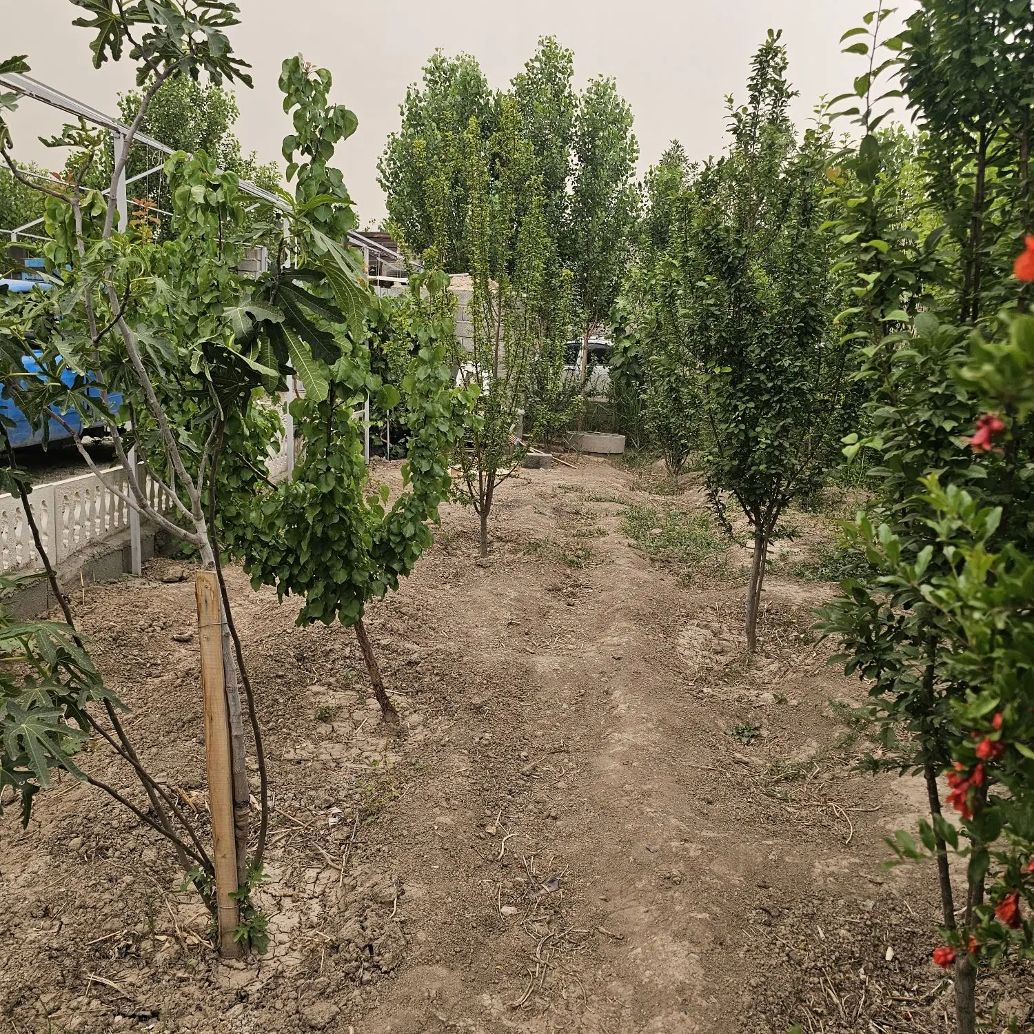 باغچه در فیروز آباد