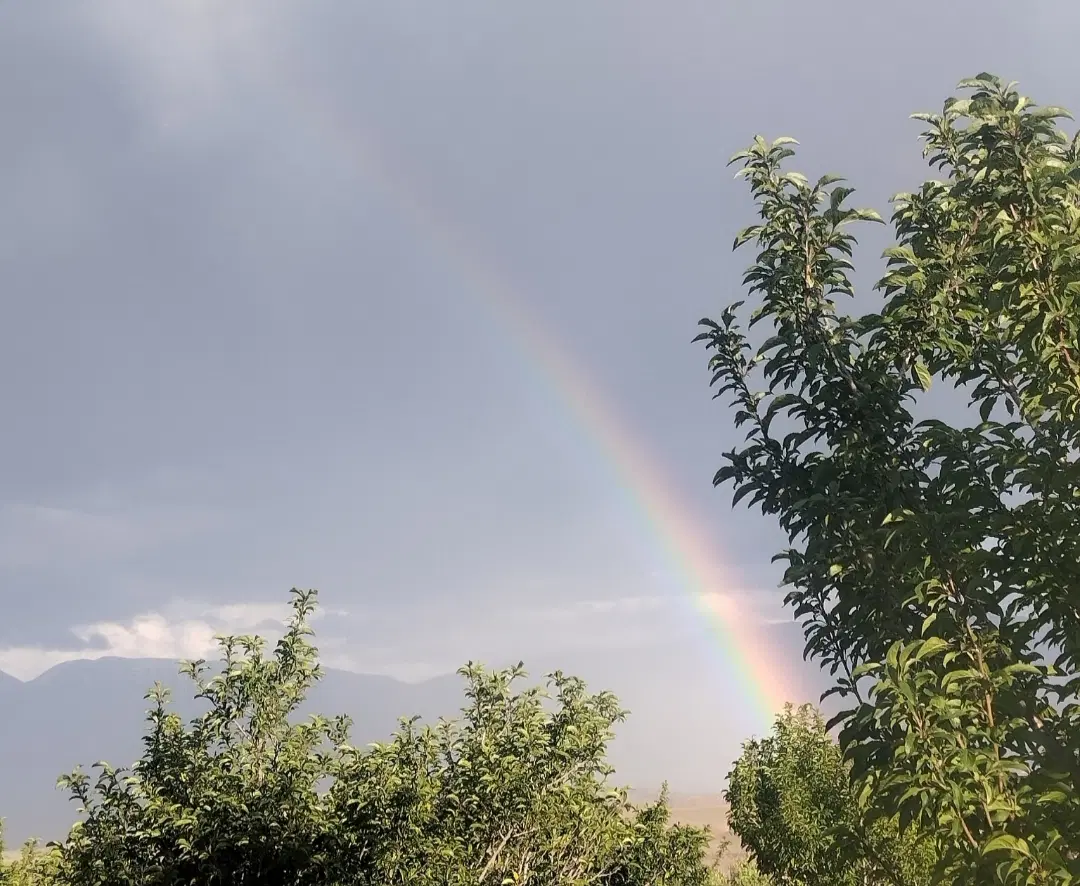 باغ سرسبز با درختان میوه