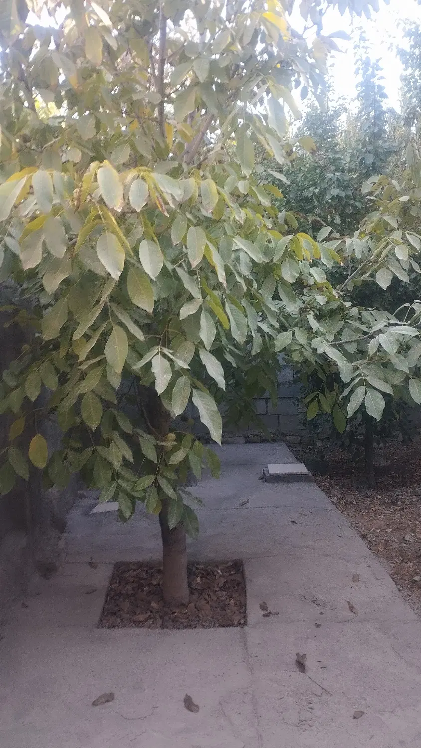 منزل ویلایی فروشی