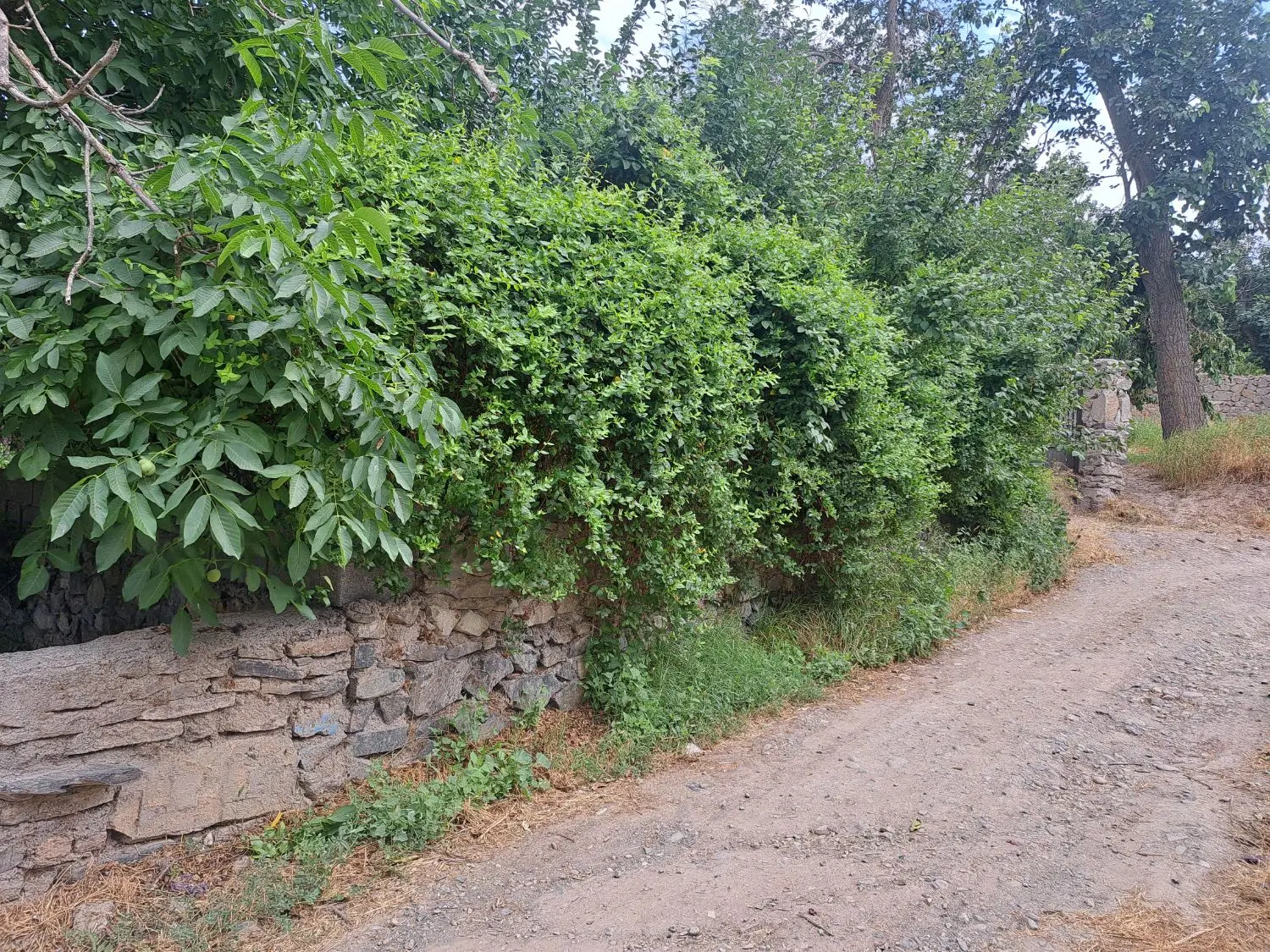 باغ ویلا