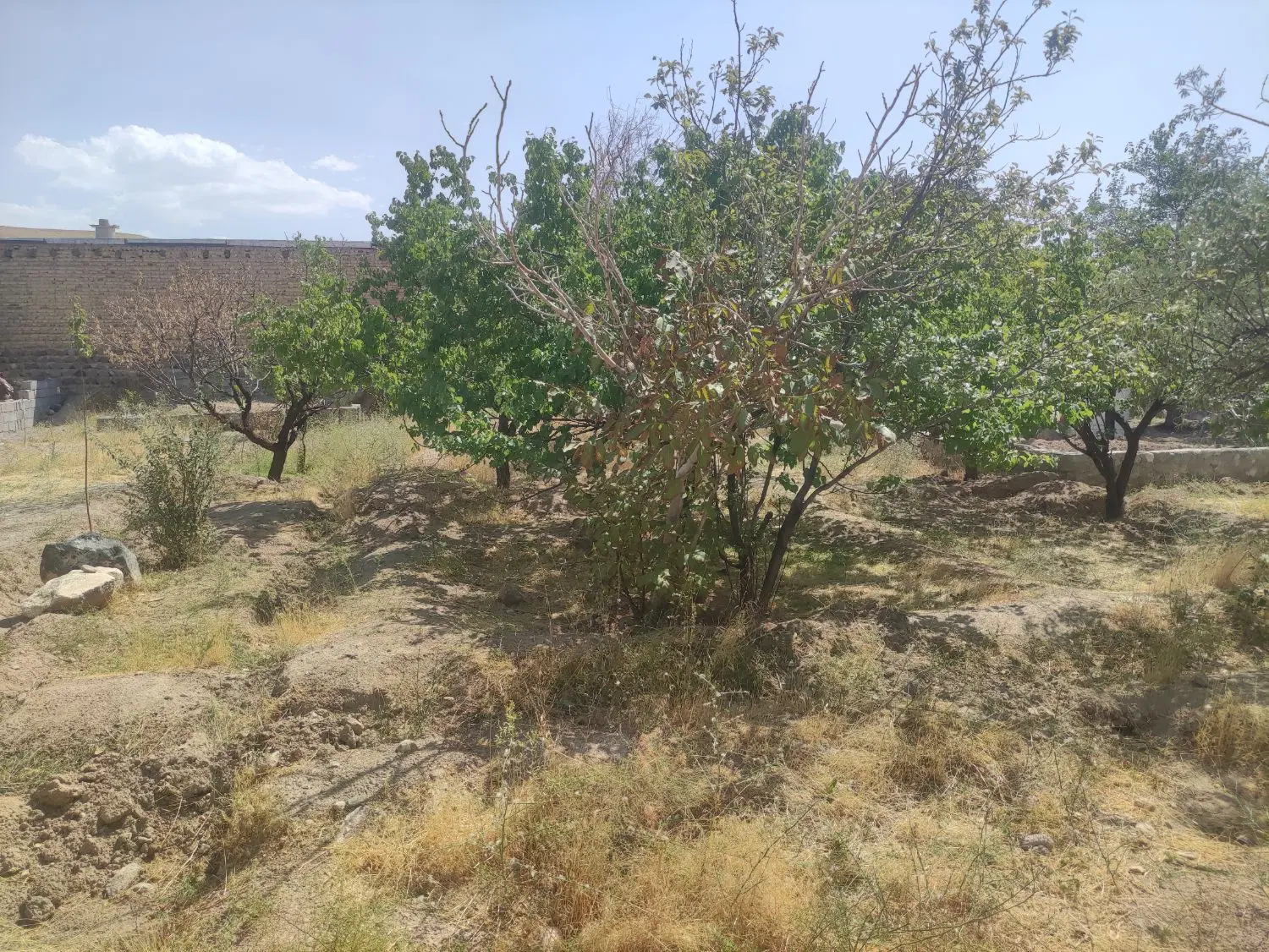 باغ سرسبز و خوش منطقه اسکو