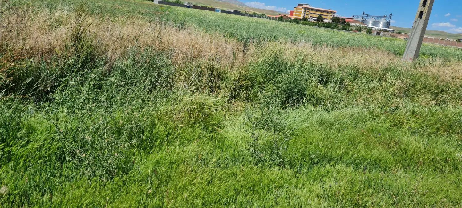 زمین برجاده مراغه نزدیکهای آرد اطر است