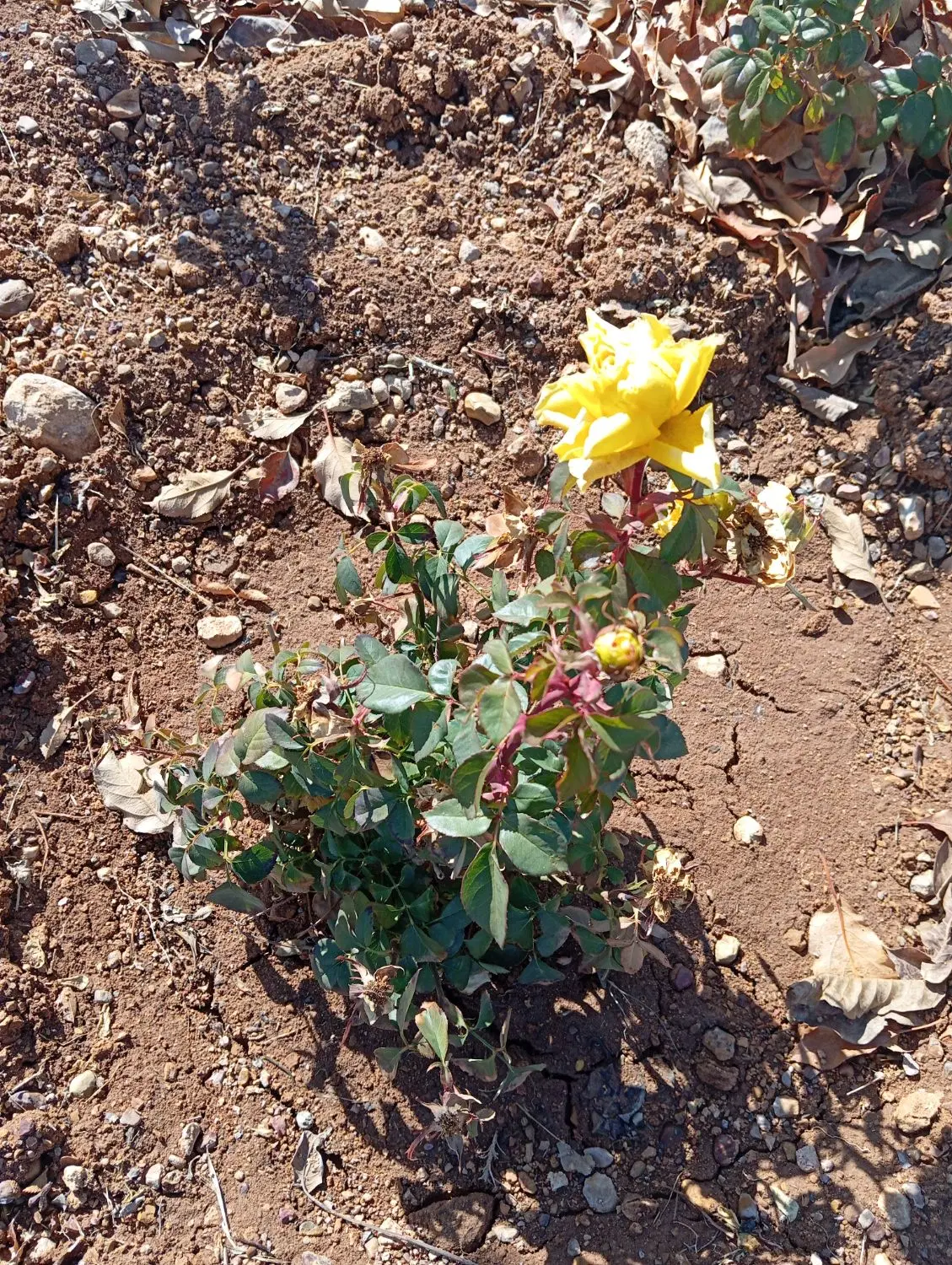 زمین باغچه کودیان