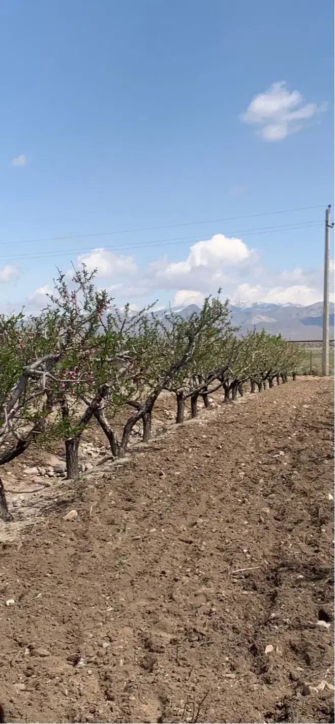زمین باغی هلو و گردو زیاران