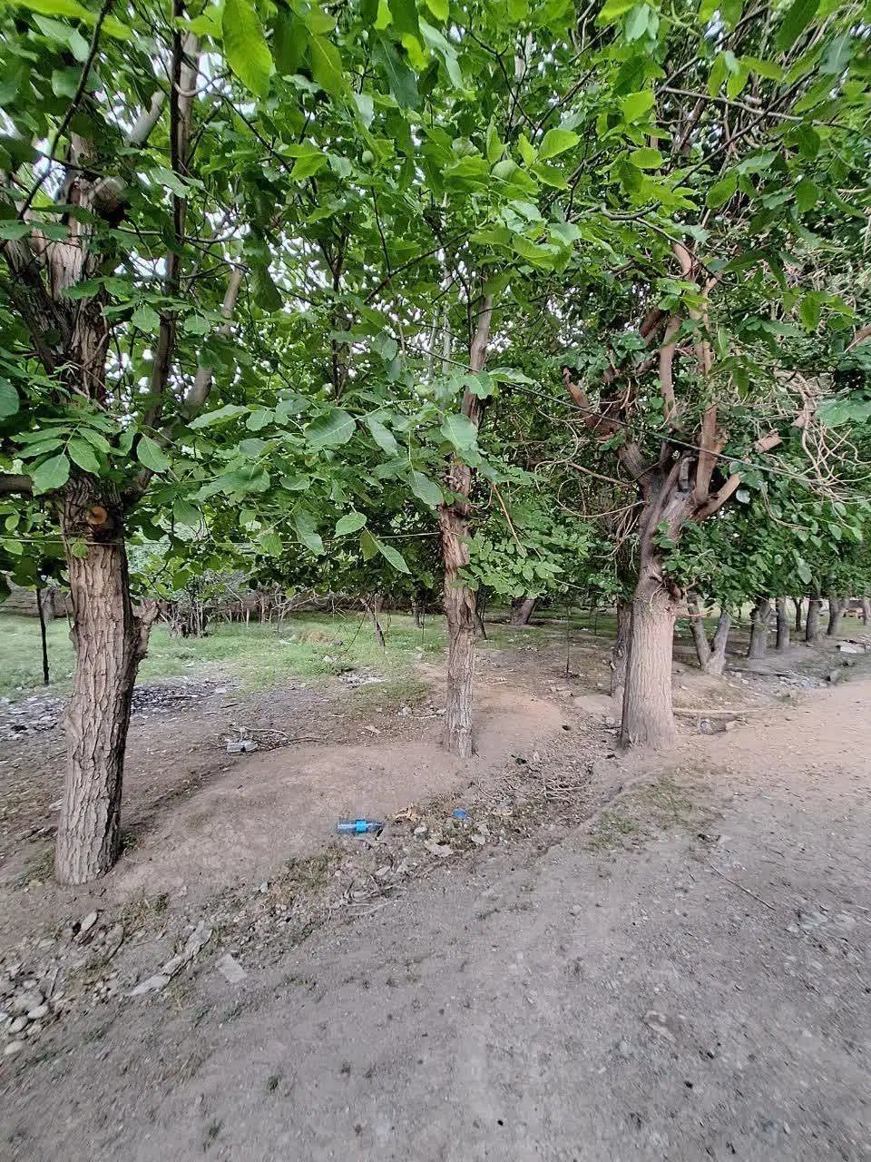 زمین ، باغچه