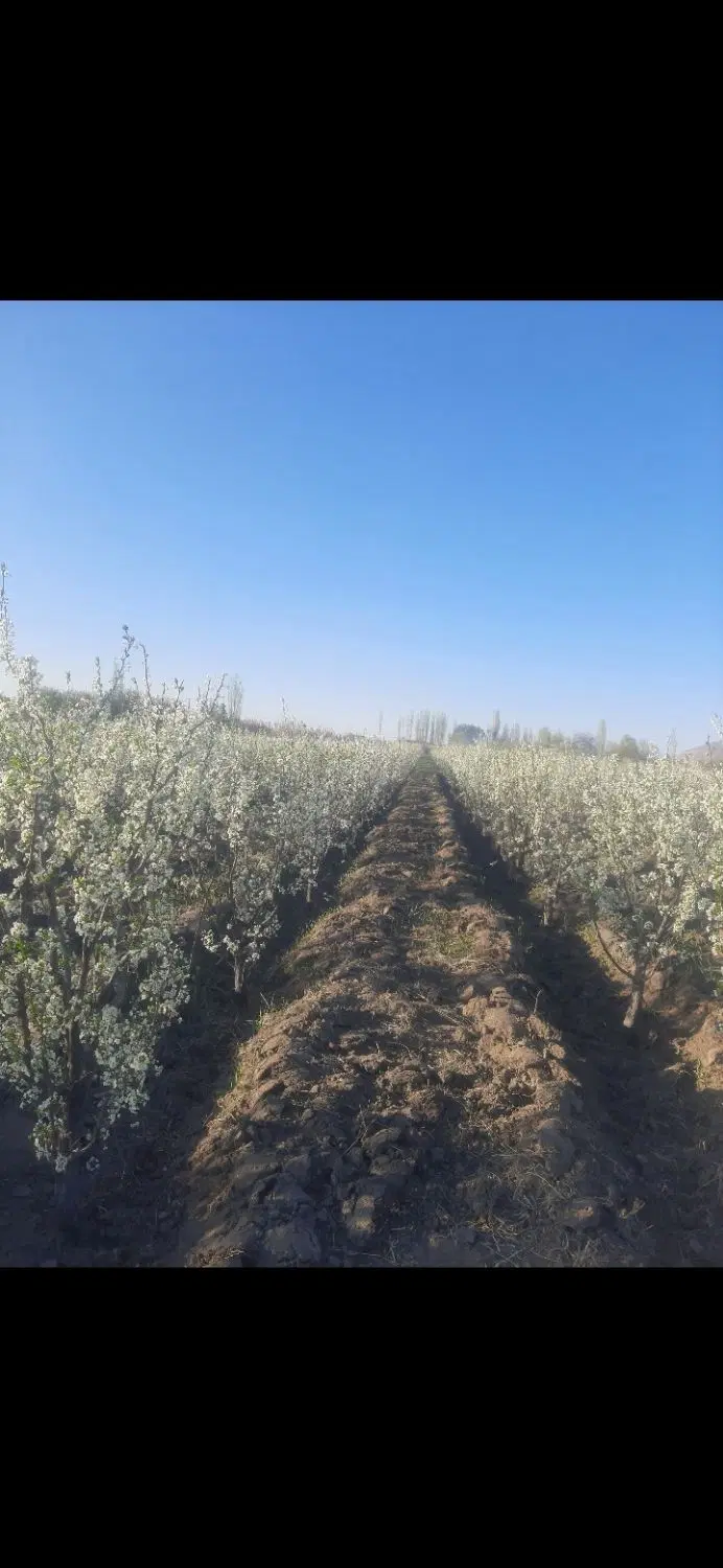 باغچه الو درجاده شهید کلانتری روستای گزنق