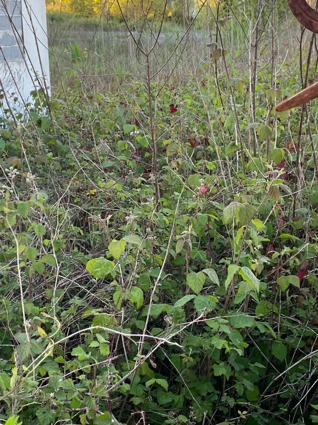 زمین با کاربری مسکونی