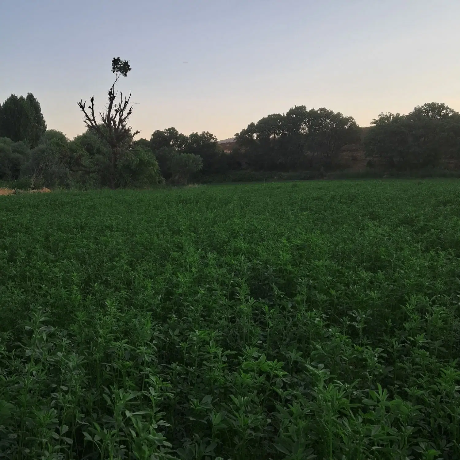 اجاره۸هزار متر یونجه ۳سال تا آخر سال