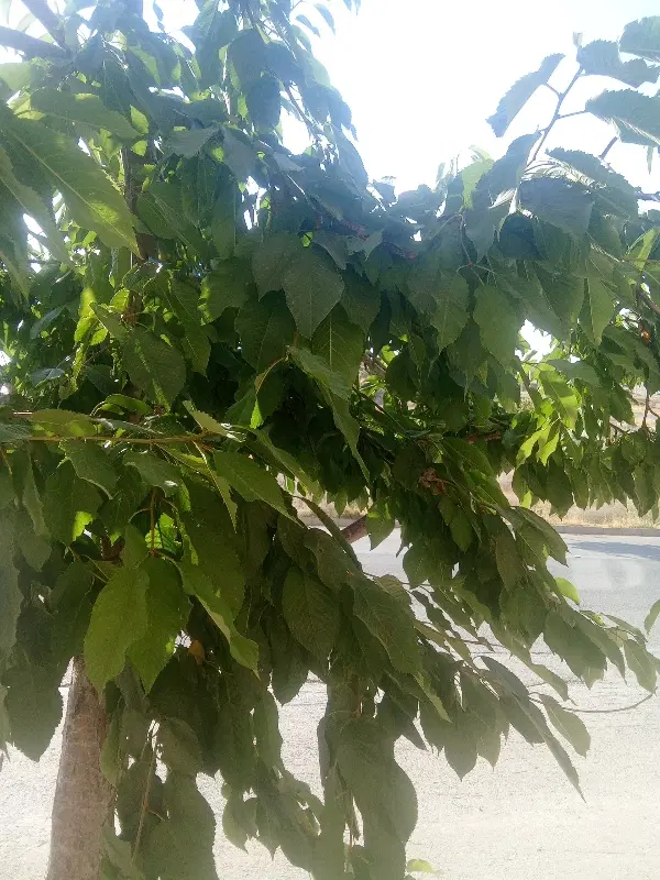 800متر زمین ویلایی کیلومتر 3