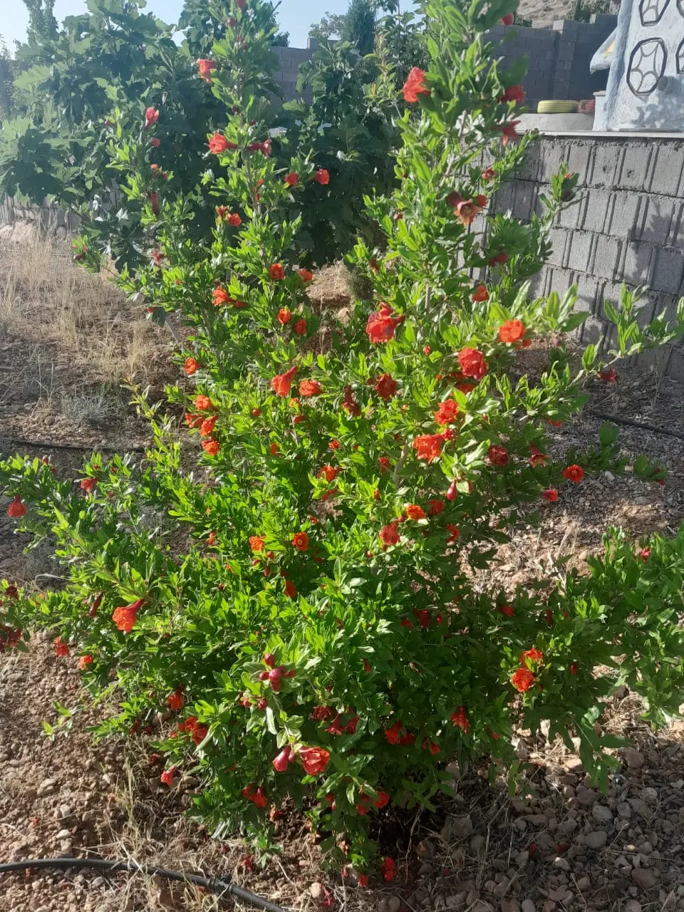 فروشنده اصلی خونه باغ مالک اصلی