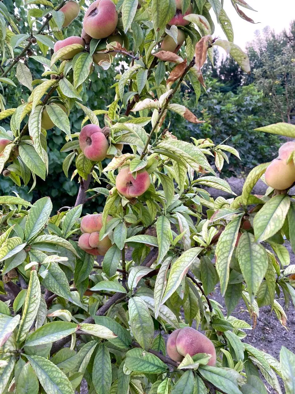 زمین کشاورزی باغ باغچه