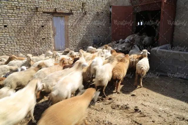 اجاره انبار و گله دونی