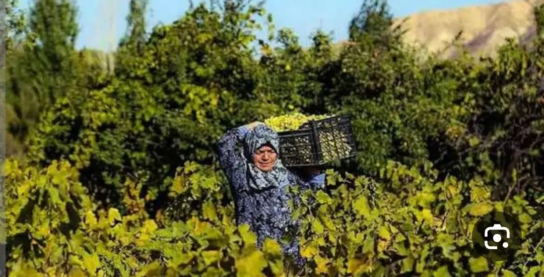 ۲۵۰۰ متر زمین باغی