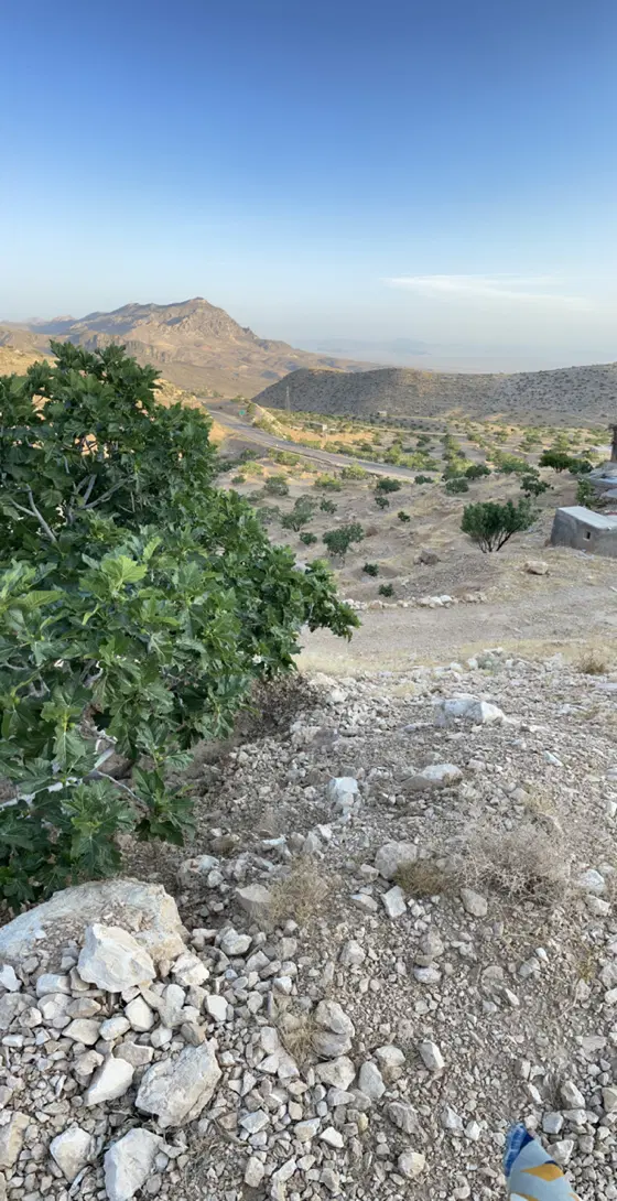 باغ انجیر در قلب انجیرستان جهان