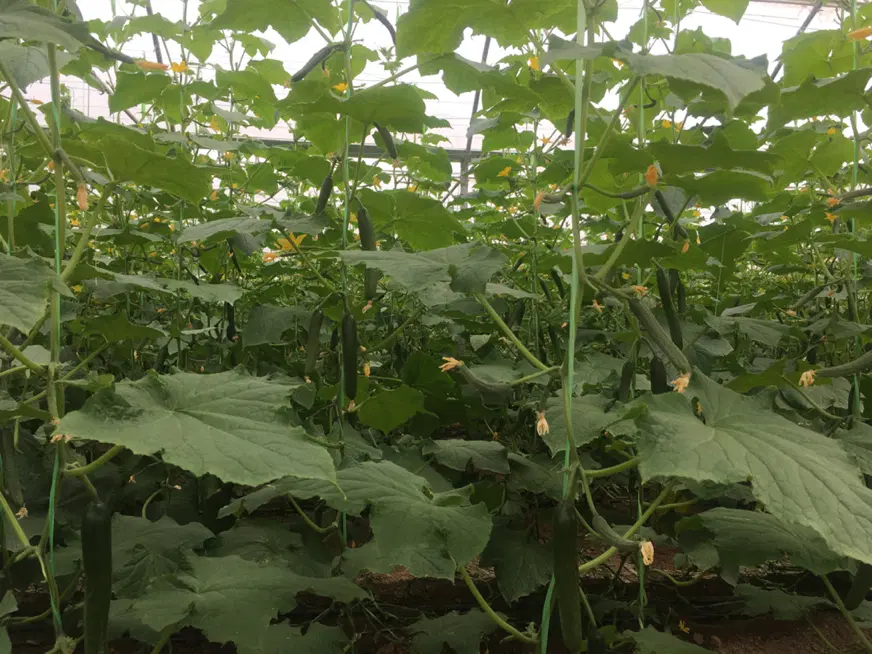 اجاره گلخانه طرح اسپانیایی