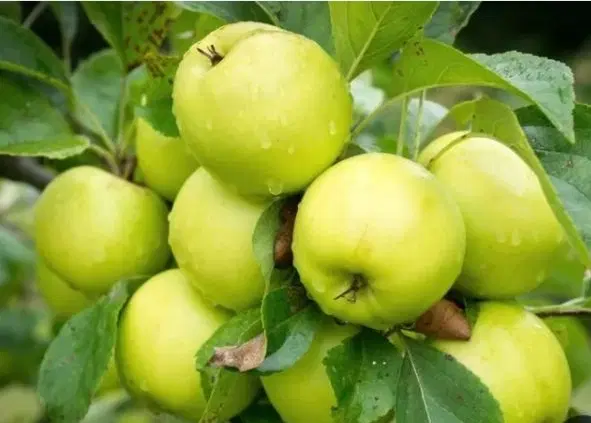 اجاره سیب روی درخت