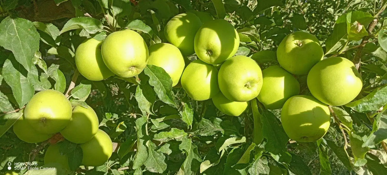 دو هکتار نیم باغ در روستای عمارت