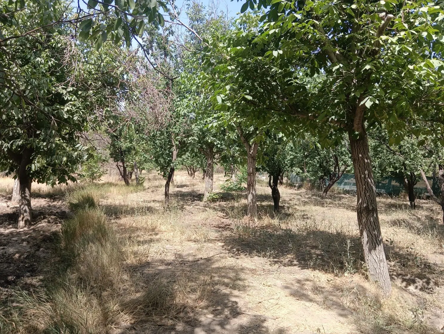 فروش یک قطعه باغ 800 متری در روستای شمس آباد