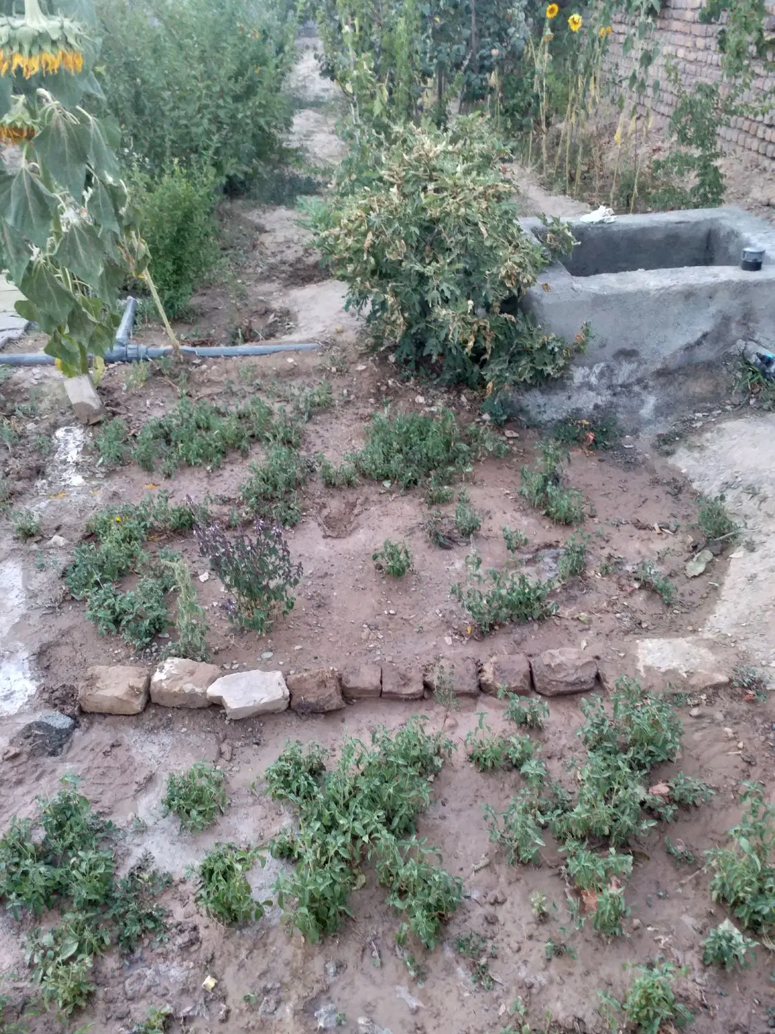 باغ فروشی