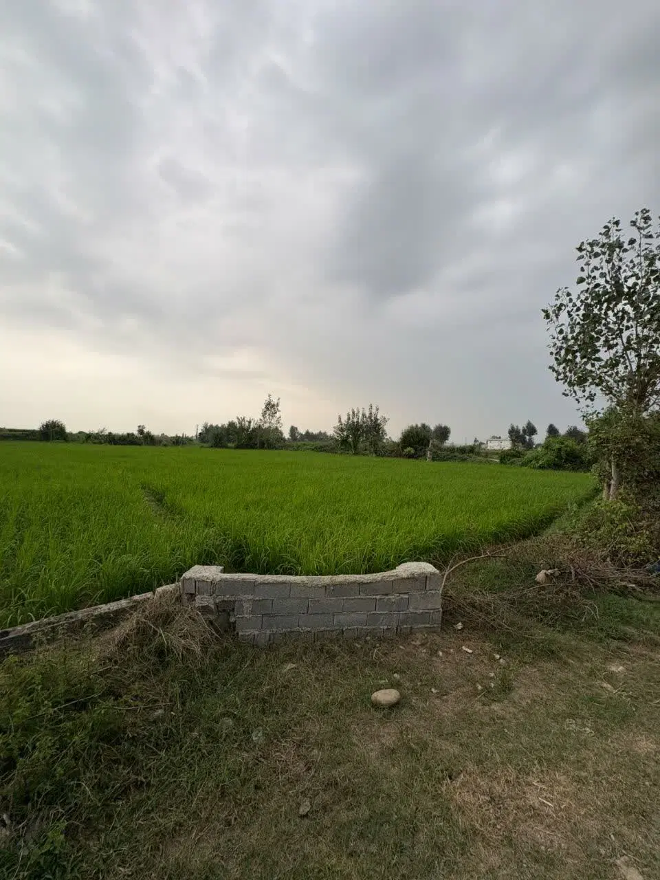 فروش ۸۰۰ متر زمین کشاورزی در روستای لمسوکلا