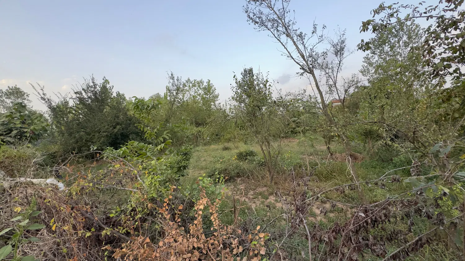 زمین مسکونی498_سندتک برگ مجوزساخت رشت فومن