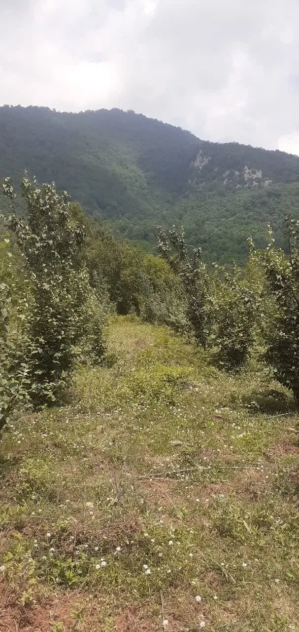 فروش باغ